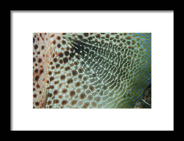 Dactyloptena Oriantalis Framed Print featuring the photograph The 'wing' Of A Gurnard Fish by Scubazoo