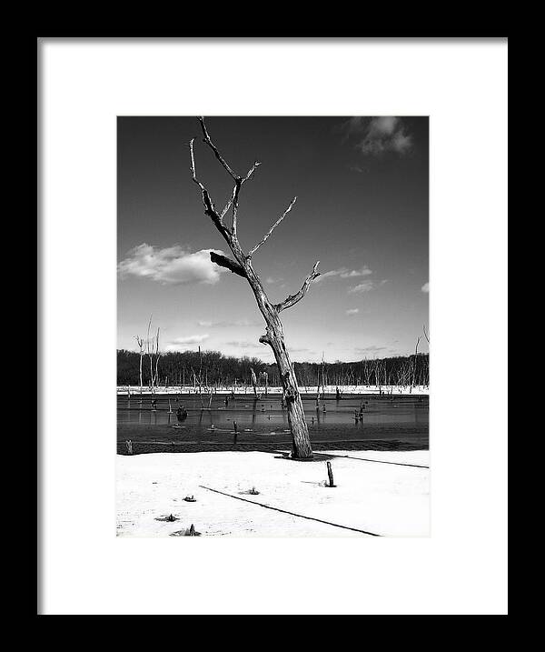 Tree Framed Print featuring the photograph The Winter Sentinel by Ellen Tully