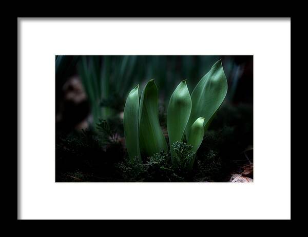 Garden Leaves Framed Print featuring the photograph The Wonders Of Spring by Michael Eingle