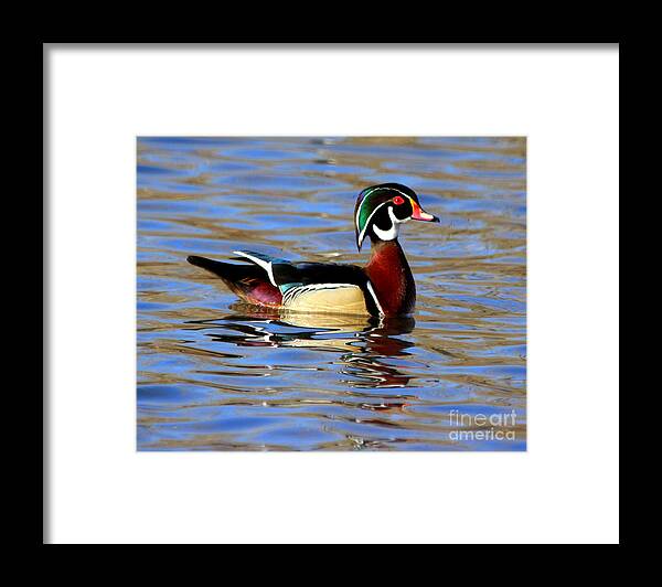 Wood Ducks Framed Print featuring the photograph The Wood Duck by Kathy White