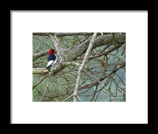 Woodpecker Framed Print featuring the photograph The Woodpecker by Joseph Baril