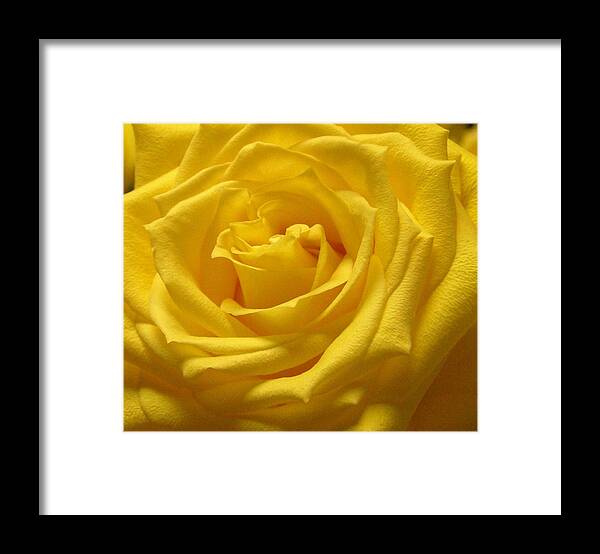 Yellow Rose Framed Print featuring the photograph The Yellow Rose of Texas by Annika Farmer