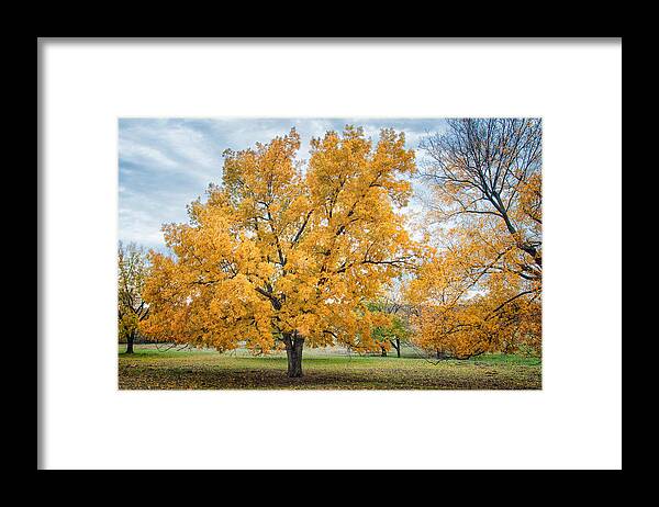 Arbuckle Lake Framed Print featuring the photograph The Yellow Tree by Victor Culpepper