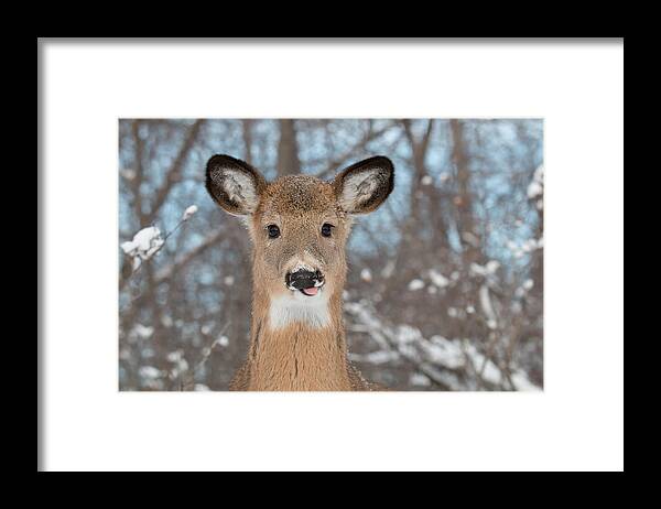 Deer Framed Print featuring the photograph The Young One by Celine Pollard
