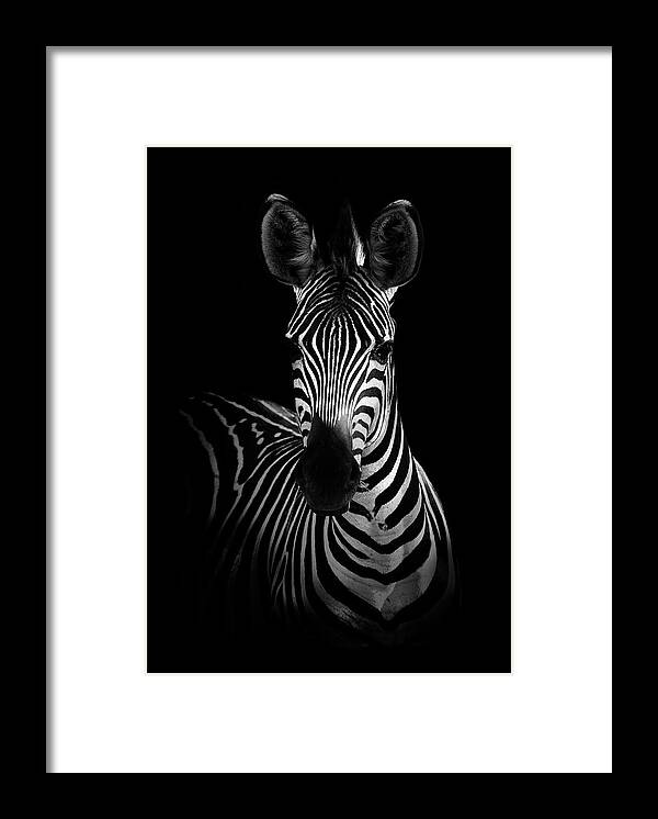 Zebra Framed Print featuring the photograph The Zebra by Wildphotoart