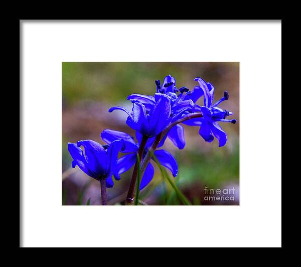 Flowers Framed Print featuring the photograph Then it was Spring 3 by Charles Lupica