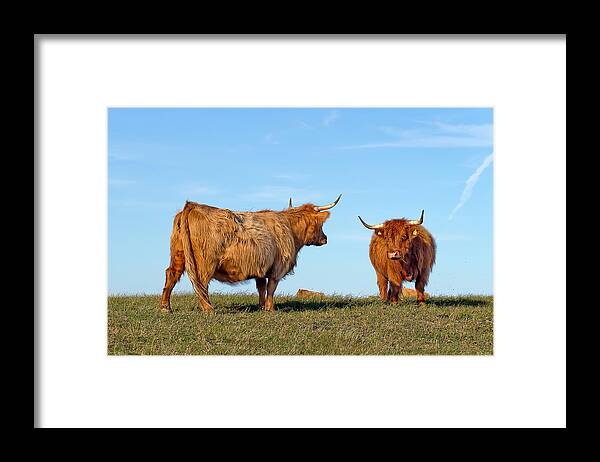 Cow Framed Print featuring the photograph There Can Be Only One Highland Cow by EXparte SE