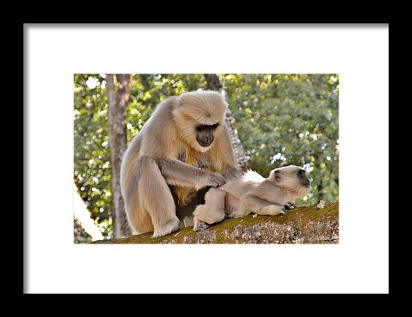 Monkey Framed Print featuring the photograph There is Nothing Like a Backscratch - Monkeys Rishikesh India by Kim Bemis
