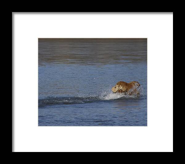 Pets Framed Print featuring the photograph There She Goes by Rhonda McDougall