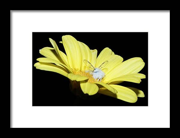 Daisy Framed Print featuring the photograph There's A Fairy In My Flower by Tammy Schneider