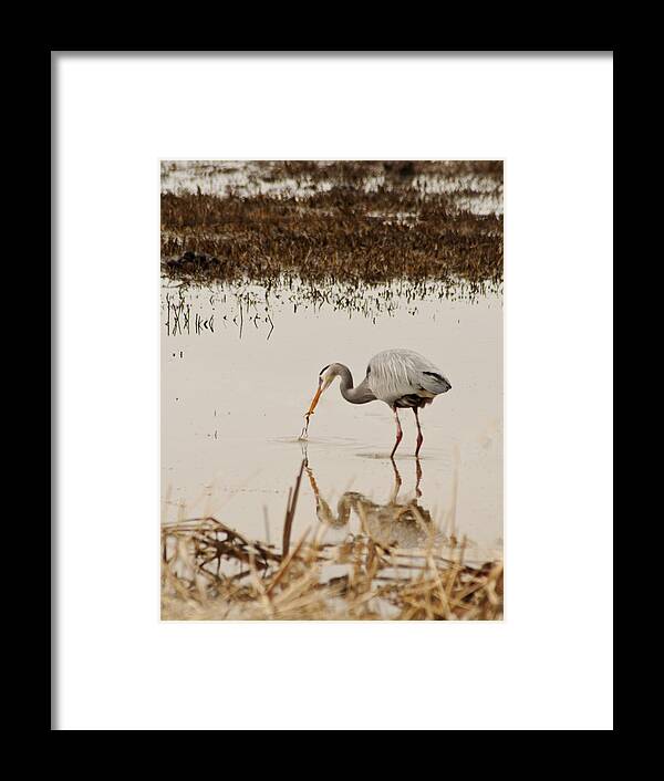Great Blue Heron (ardeidae Framed Print featuring the photograph Theron the Heron by Daniel Hebard