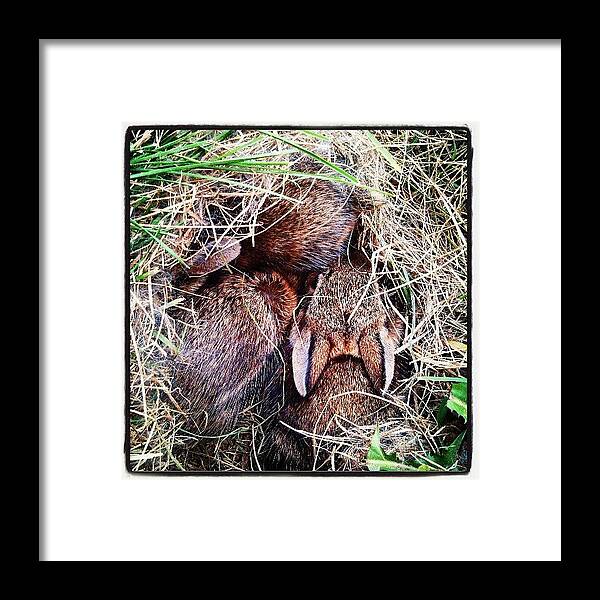 Wildlife Framed Print featuring the photograph Things Found At Fort Spider by Matthew Saindon