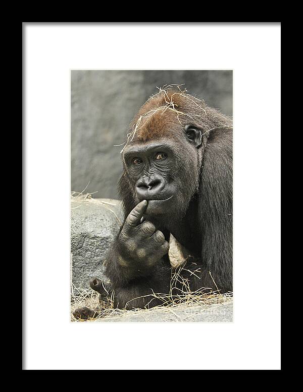 Gorilla Framed Print featuring the photograph Thinking It Over by Patty Colabuono