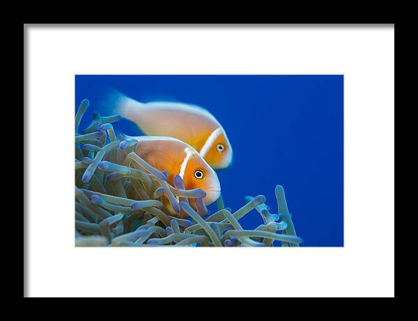 Magnifica Framed Print featuring the photograph Common Anemonefish Micronesia by Dave Fleetham
