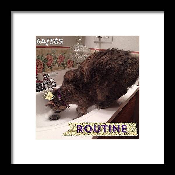 Sillykitty Framed Print featuring the photograph This Is The Routine Of A #faucetdrinker by Teresa Mucha