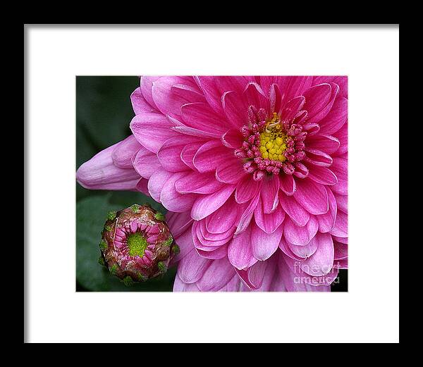 Landscape Framed Print featuring the photograph This mums for you... by Sami Martin