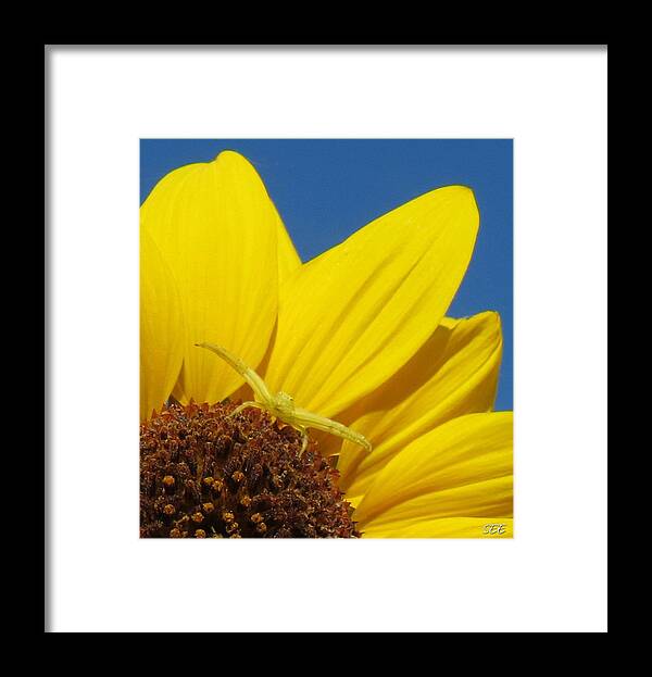 Flower Framed Print featuring the photograph This One is Mine by Susan Eileen Evans