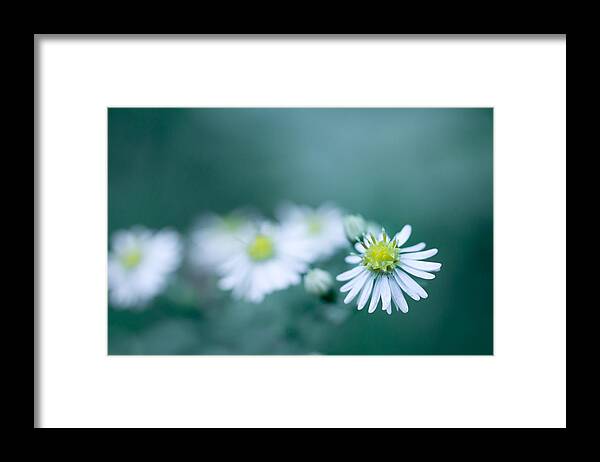 Flower Framed Print featuring the photograph This One by Shane Holsclaw