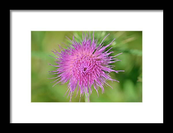 Thistle Framed Print featuring the photograph Thistle by David Porteus