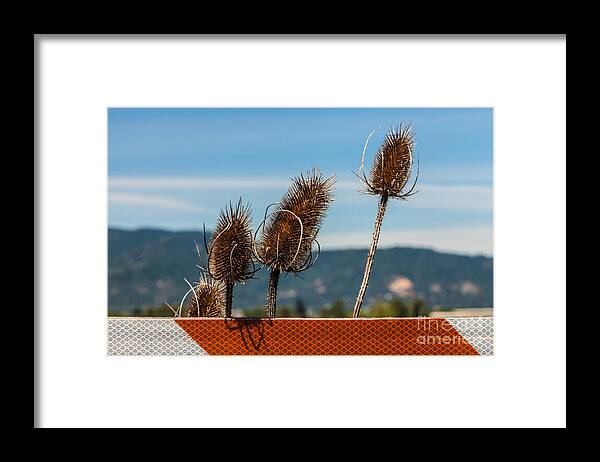 Flowers & Plants Framed Print featuring the photograph Thistles at a Barrier by James Adams