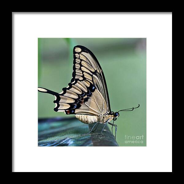 Heiko Framed Print featuring the photograph Thoas swallowtail Butterfly by Heiko Koehrer-Wagner