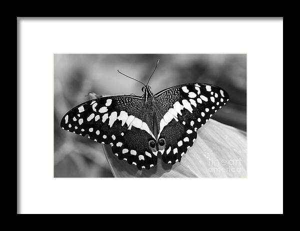 Thoas Swallowtail Butterfly Framed Print featuring the photograph Thoas Swallowtail II by Tamara Becker