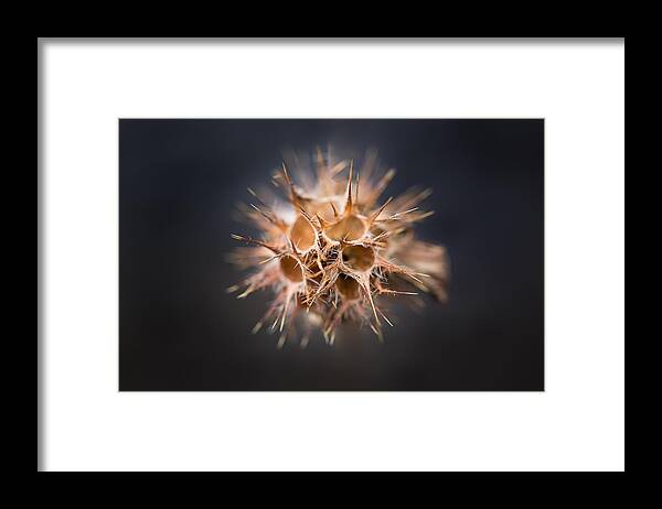 Autumn Framed Print featuring the photograph Thorny by Jakub Sisak