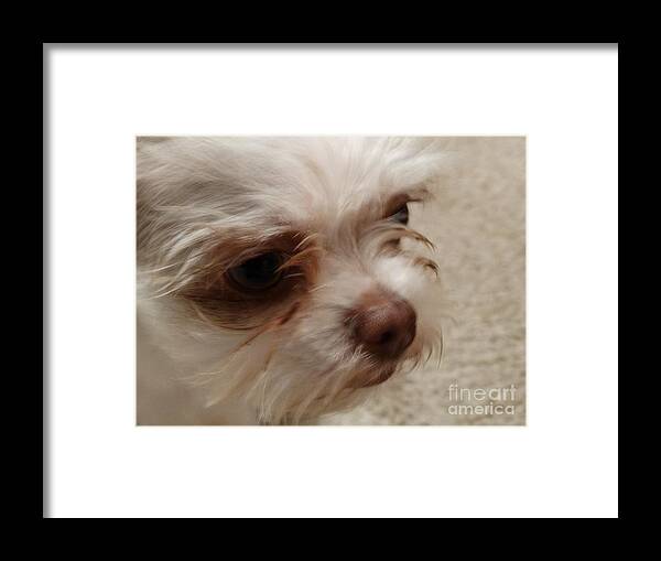 Toy Lhasa Apso Framed Print featuring the photograph Those Eyes by Joseph Baril