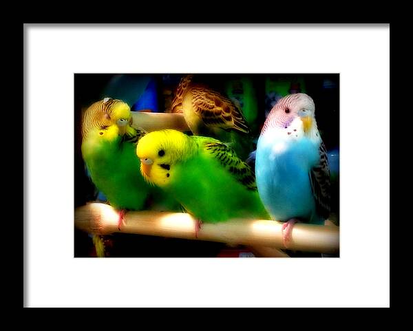 Birds Framed Print featuring the photograph Three Amigos by Aurelio Zucco