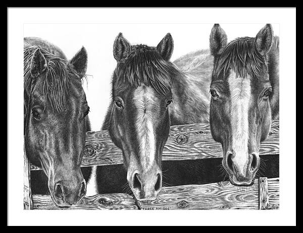 Horses Framed Print featuring the drawing Three Amigos by Glen Powell