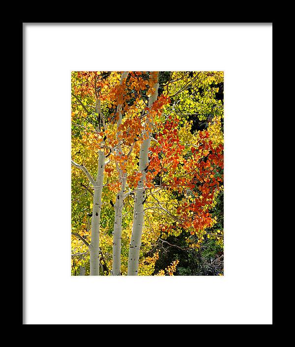 Aspen Framed Print featuring the photograph Three Aspens in Autumn by Alan Socolik