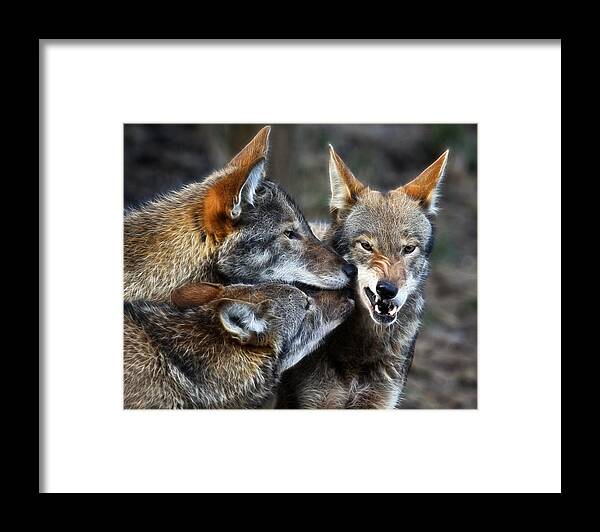 Red Wolf Framed Print featuring the photograph Three Bad Wolves by Steve McKinzie