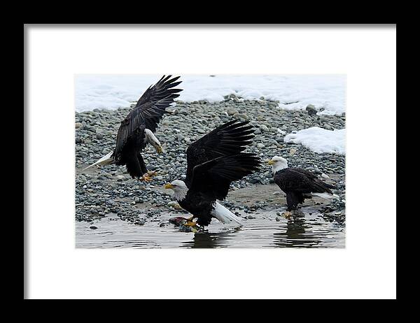 Animal Themes Framed Print featuring the photograph Three Bald Eagles Disputing A Fish by Mark Newman