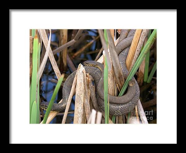 Nerodia Sipedon Framed Print featuring the photograph Three Cuddling Snakes by Jeannette Hunt