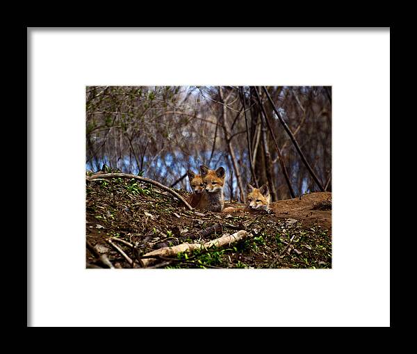 Red Foxes Framed Print featuring the photograph Three Cute Kit Foxes 3 by Thomas Young