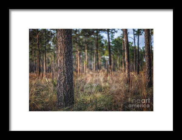 Tree Framed Print featuring the photograph Three D Tree by Tim Wemple