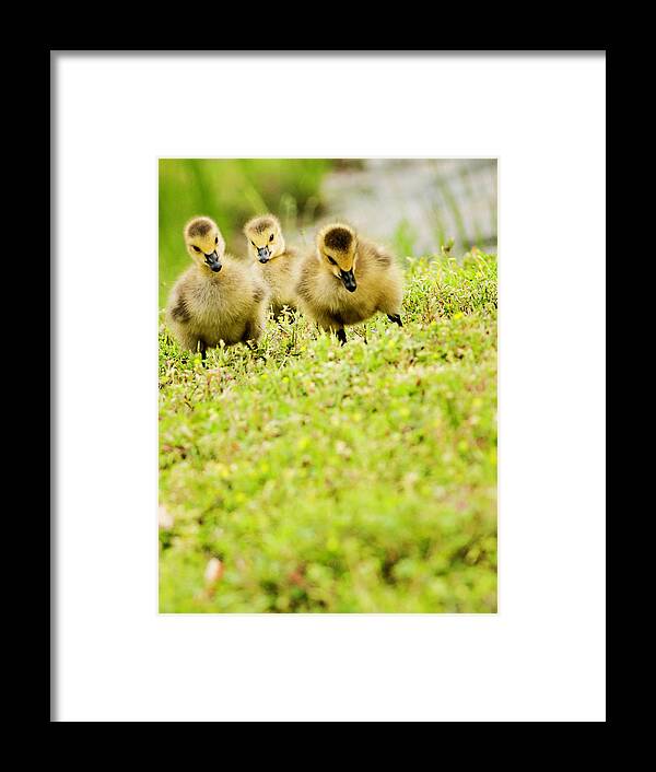 Following Framed Print featuring the photograph Three Day Old Goslings by Catlane