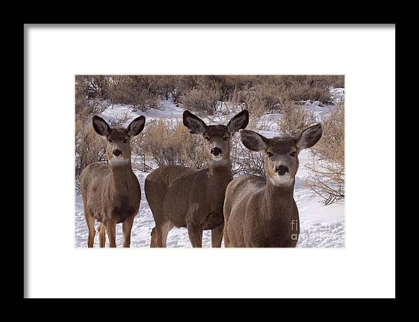Deer Framed Print featuring the photograph Three Does  #7576 by J L Woody Wooden