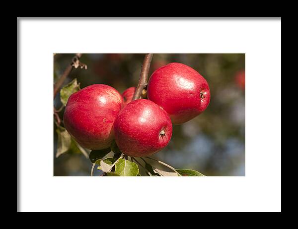 Apples Framed Print featuring the photograph Three fresh red apples on a apple tree by Matthias Hauser