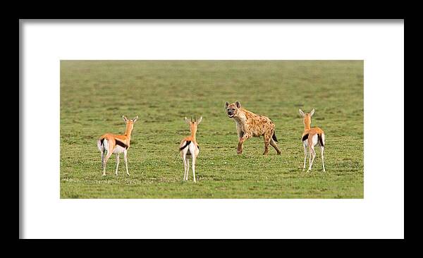 Photography Framed Print featuring the photograph Three Gazelle Fawns Gazella Thomsoni by Panoramic Images