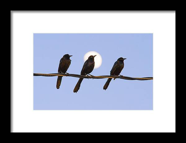 Bird Framed Print featuring the photograph Three Grackles with Full Moon by Steven Schwartzman