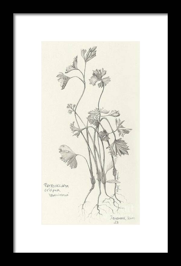 Botanical Framed Print featuring the drawing Three Herbs - Parsley by Laura Hamill