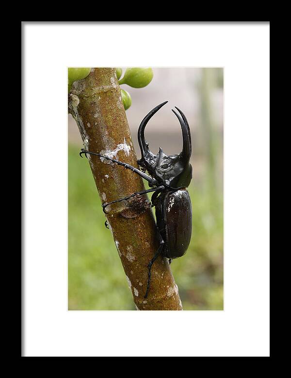 Feb0514 Framed Print featuring the photograph Three-horned Rhinoceros Beetle Malaysia by Hiroya Minakuchi