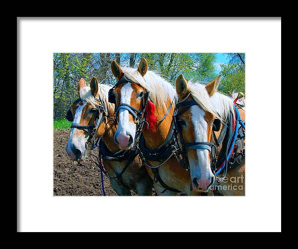  Draft Framed Print featuring the photograph Three Horses Break Time by Tom Jelen