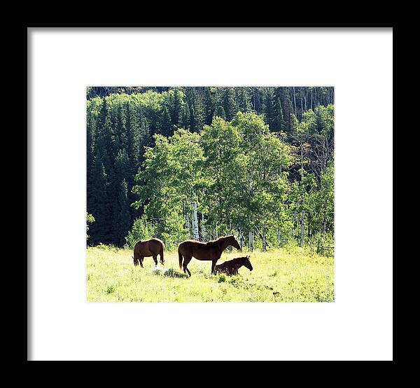 Fauna Framed Print featuring the photograph Three horses by Gerry Bates