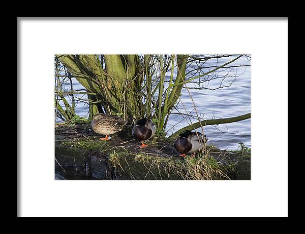  Duck Framed Print featuring the photograph Three In A Row by Spikey Mouse Photography