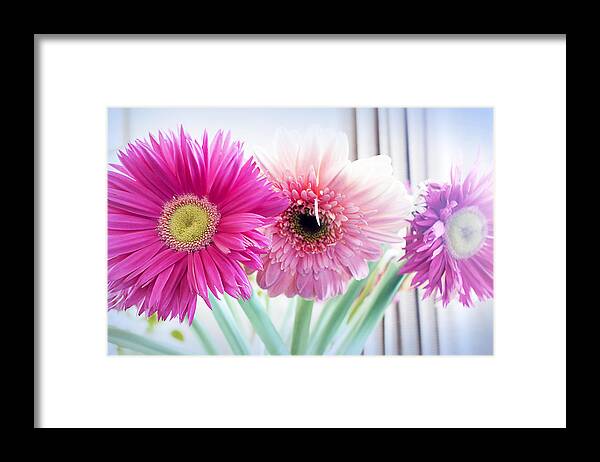Gerbera Framed Print featuring the photograph Three is for Good Luck by Milena Ilieva
