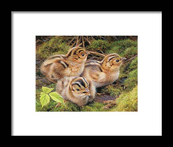 Animal Framed Print featuring the photograph Three Pheasant Chicks In Grass by Ikon Ikon Images