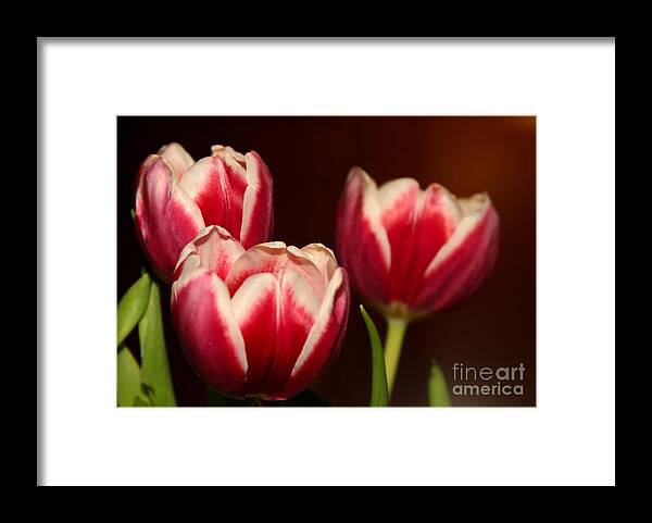 Amazing Framed Print featuring the photograph Three Red Tulips by Sabrina L Ryan