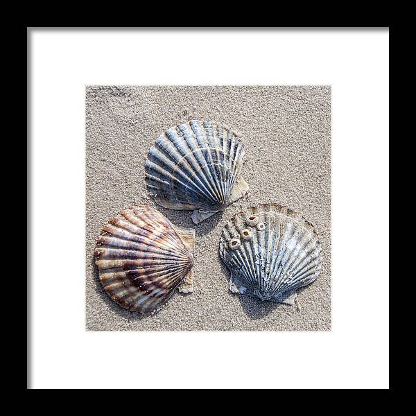 Shells Framed Print featuring the photograph Three Shells by Cathy Kovarik
